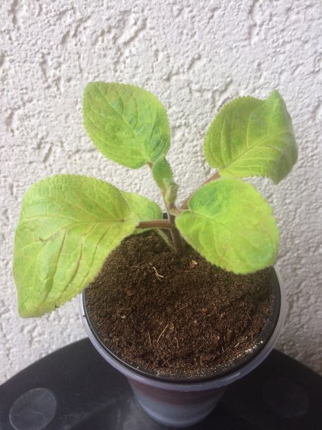 4.05.2018 - Sinningia SRGs Britta Dietze