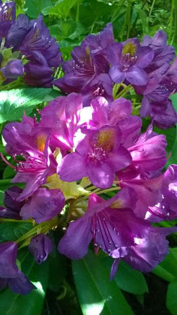  - Rhododendron