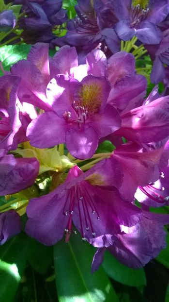  - Rhododendron