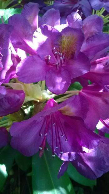  - Rhododendron