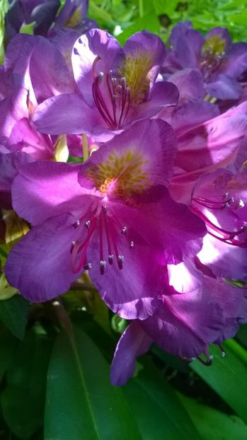  - Rhododendron