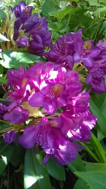  - Rhododendron