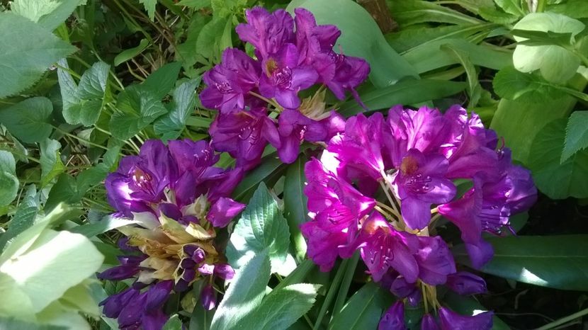  - Rhododendron