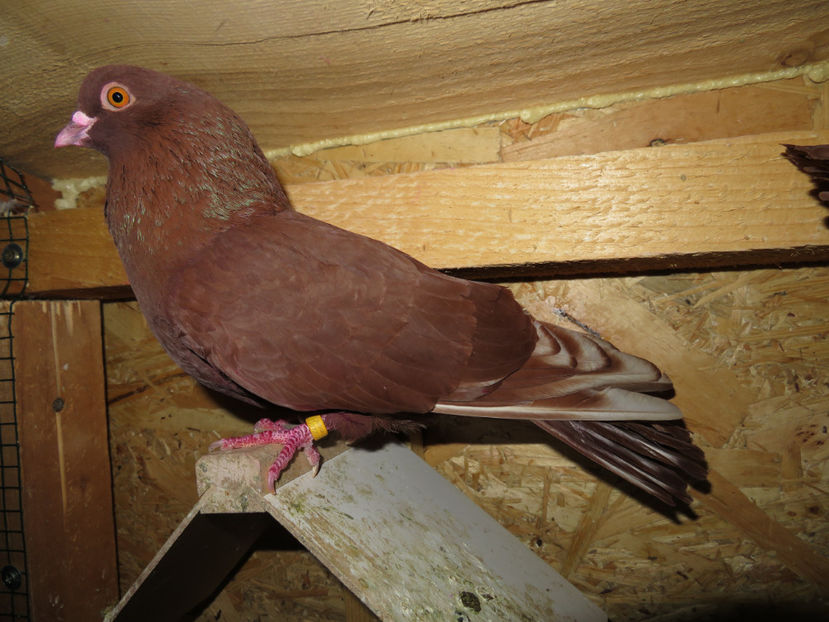 1497 2014 pierdut pe 27 aprilie luat de curenti puternici - Recuperat