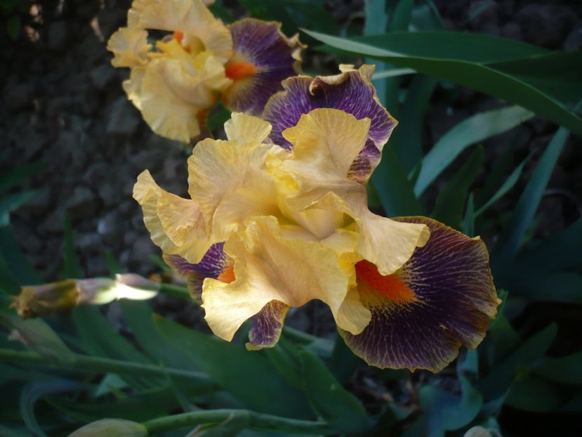 04.05.2018 - GRADINA 2018