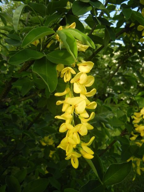 Golden Chain Tree (2018, April 30) - Laburnum_Golden Chain Tree