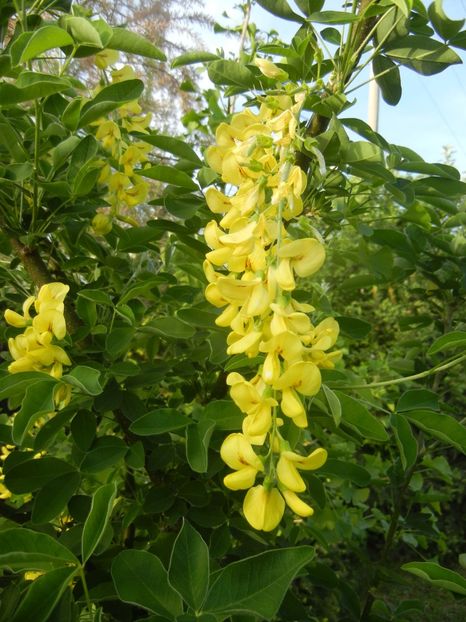 Golden Chain Tree (2018, April 30) - Laburnum_Golden Chain Tree