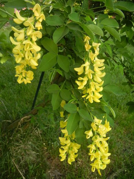 Golden Chain Tree (2018, April 30) - Laburnum_Golden Chain Tree