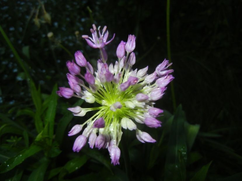 Allium Purple Sensation (2018, April 27) - Allium aflatunense Purple