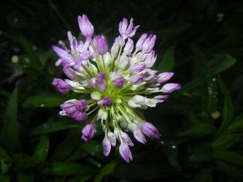Allium Purple Sensation (2018, April 27) - Allium aflatunense Purple
