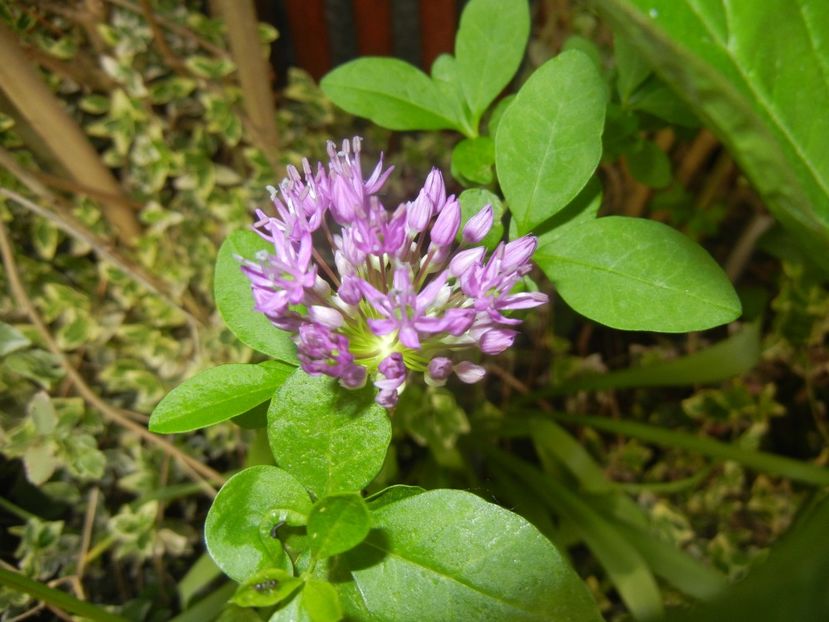 Allium Purple Sensation (2018, April 29) - Allium aflatunense Purple