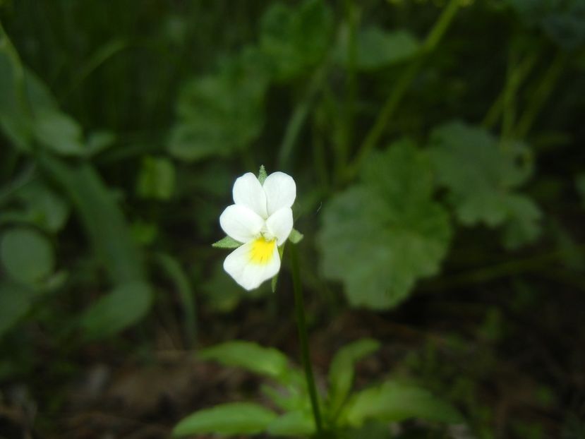 Viola arvensis_Field Pansy (2018, Apr.28) - Viola arvensis_Field Pansy