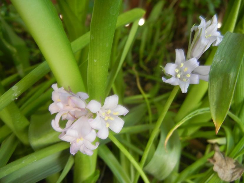 Hyacinthoides hispanica (2018, Apr.29) - HYACINTHOIDES Hispanica