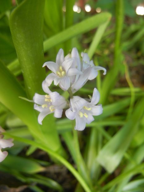 Hyacinthoides hispanica (2018, Apr.29) - HYACINTHOIDES Hispanica