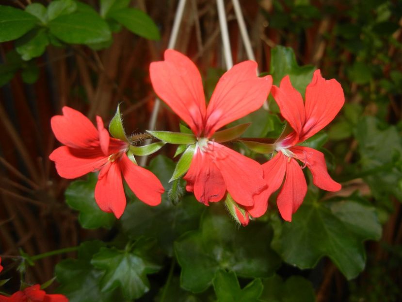 Mini Cascade Red (2018, April 30) - Ivy-geranium Mini Cascade Red