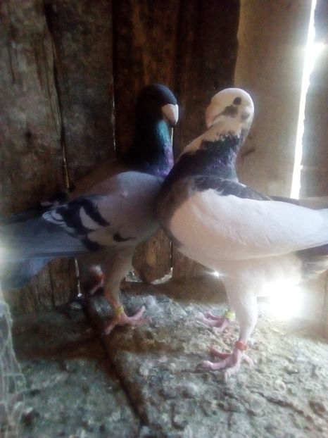 M&f 2017 - Porumbeii mei