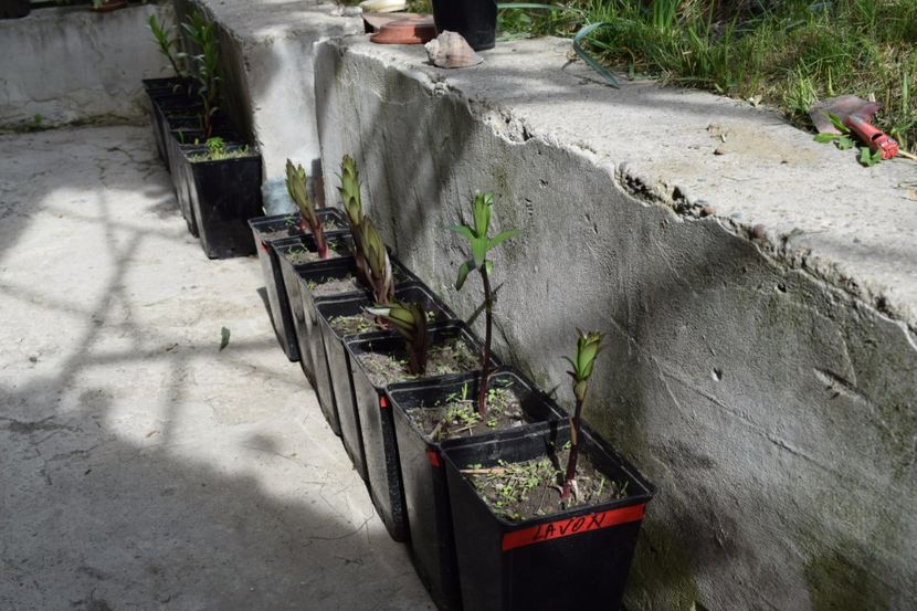 Crinii de la planteo - Plante in ghivece