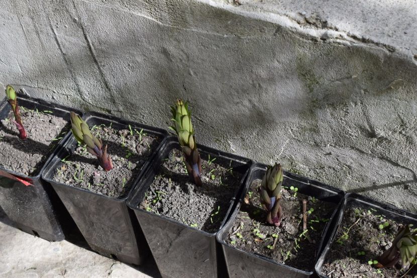 Foarte multumit de calitatea bulbilor - Plante in ghivece