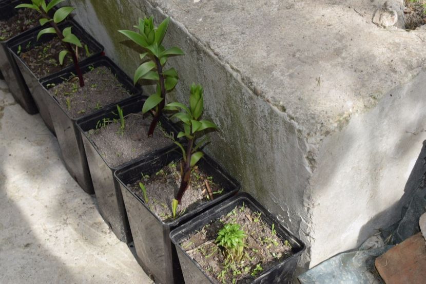 Inca un pic si le mut in gradina - Plante in ghivece