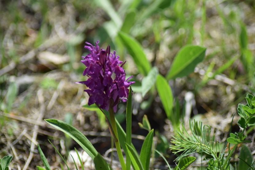  - Ordidee din flora spontana Romania