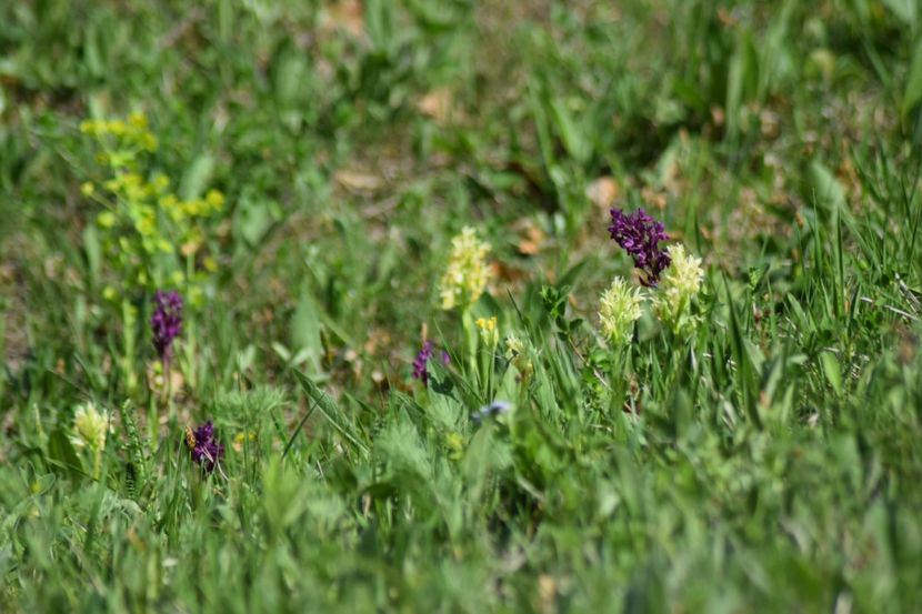  - Ordidee din flora spontana Romania