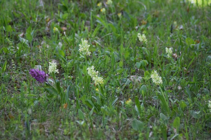  - Ordidee din flora spontana Romania