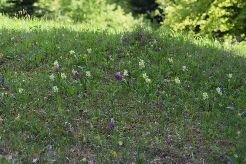  - Ordidee din flora spontana Romania