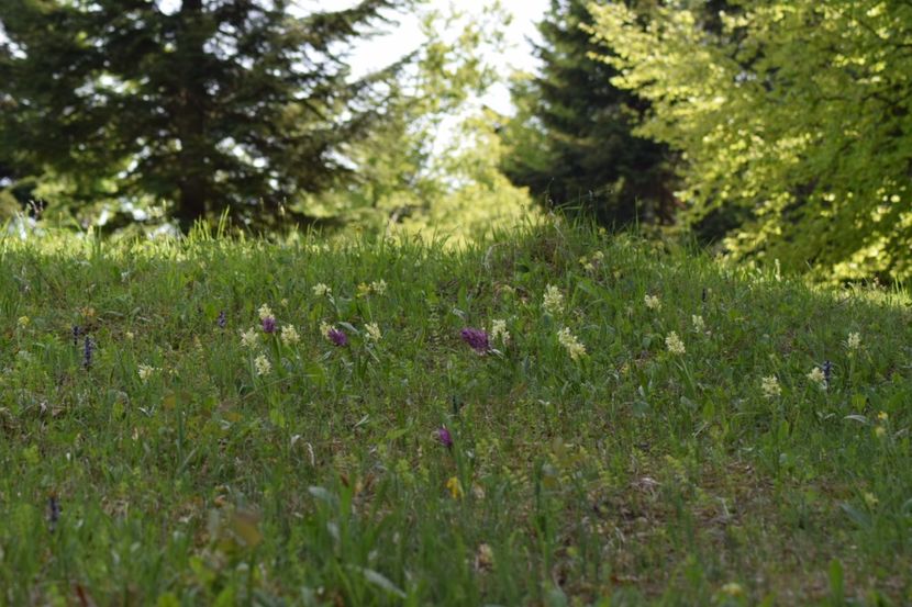  - Ordidee din flora spontana Romania