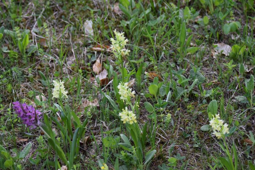  - Ordidee din flora spontana Romania