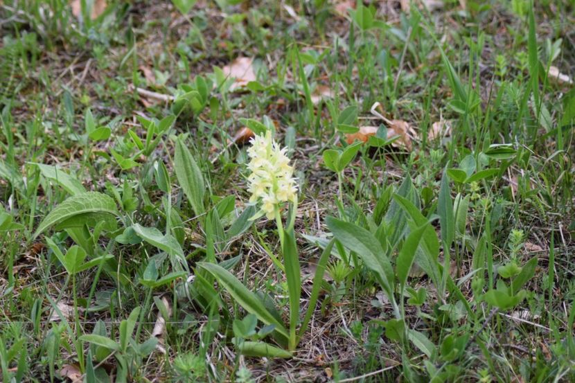  - Ordidee din flora spontana Romania