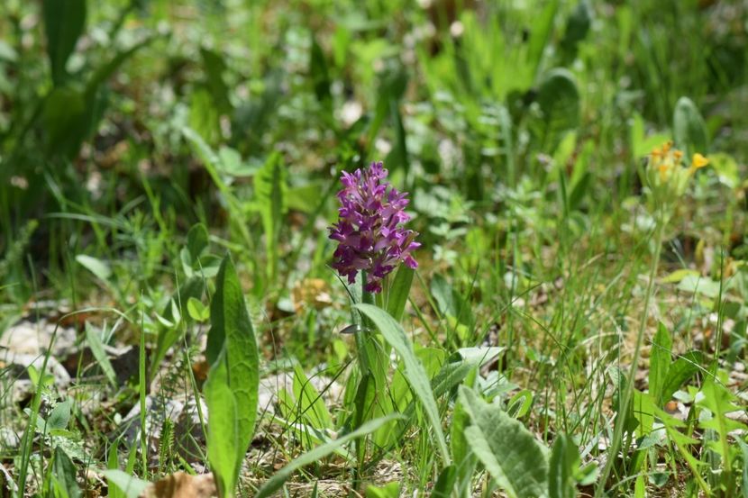  - Ordidee din flora spontana Romania