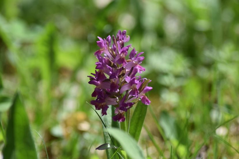  - Ordidee din flora spontana Romania