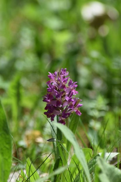  - Ordidee din flora spontana Romania