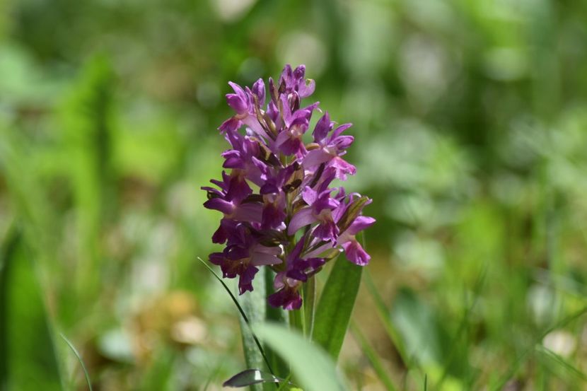 - Ordidee din flora spontana Romania
