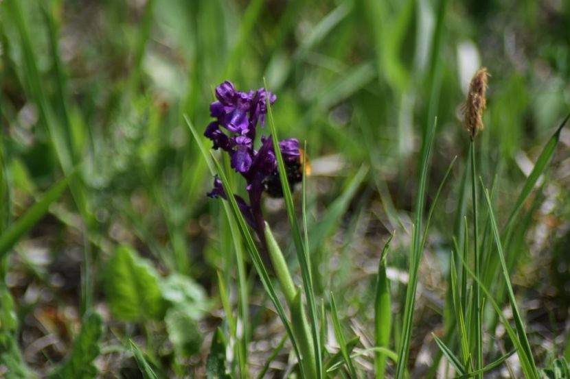  - Ordidee din flora spontana Romania