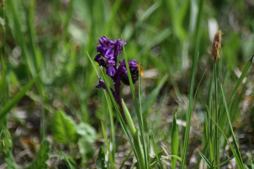  - Ordidee din flora spontana Romania