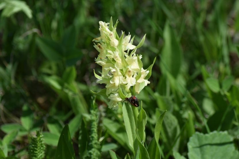  - Ordidee din flora spontana Romania