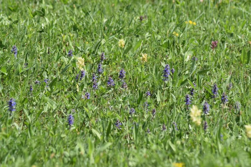  - Ordidee din flora spontana Romania