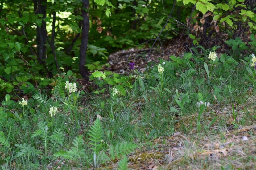  - Ordidee din flora spontana Romania