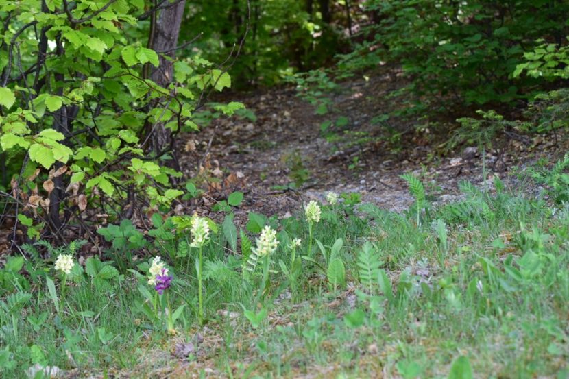  - Ordidee din flora spontana Romania