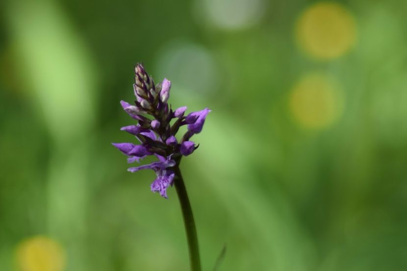  - Ordidee din flora spontana Romania