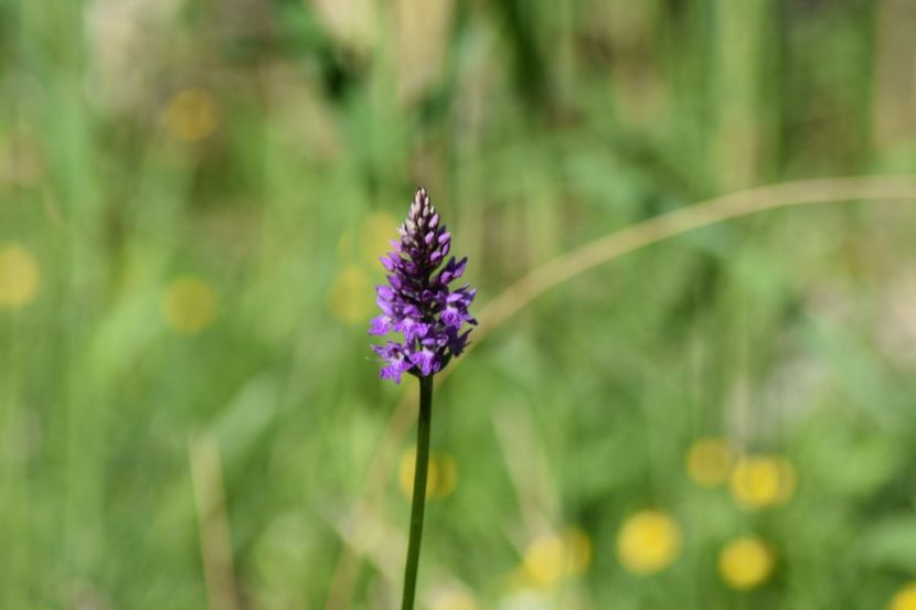  - Ordidee din flora spontana Romania