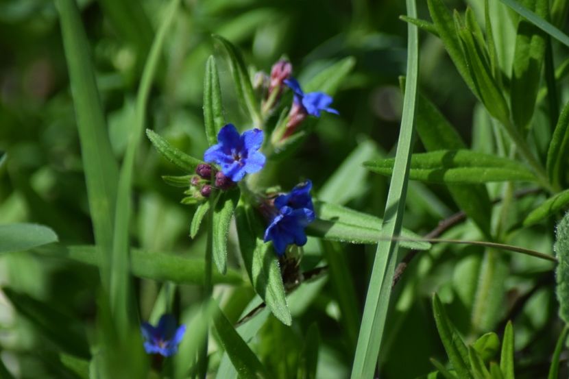  - Primăvara sălbatică