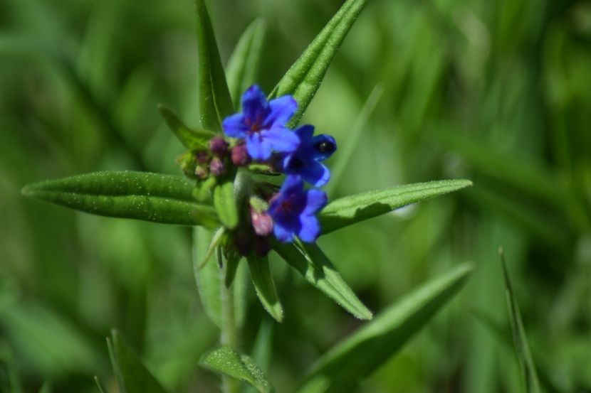  - Primăvara sălbatică