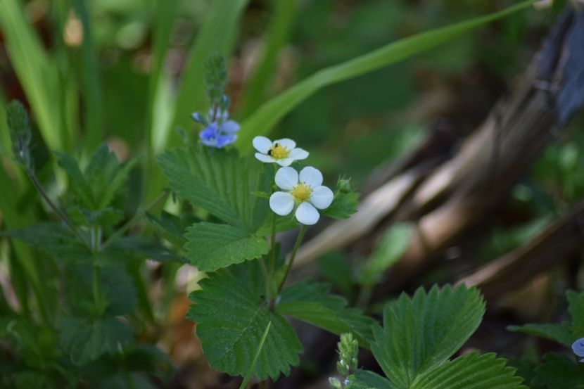  - Primăvara sălbatică