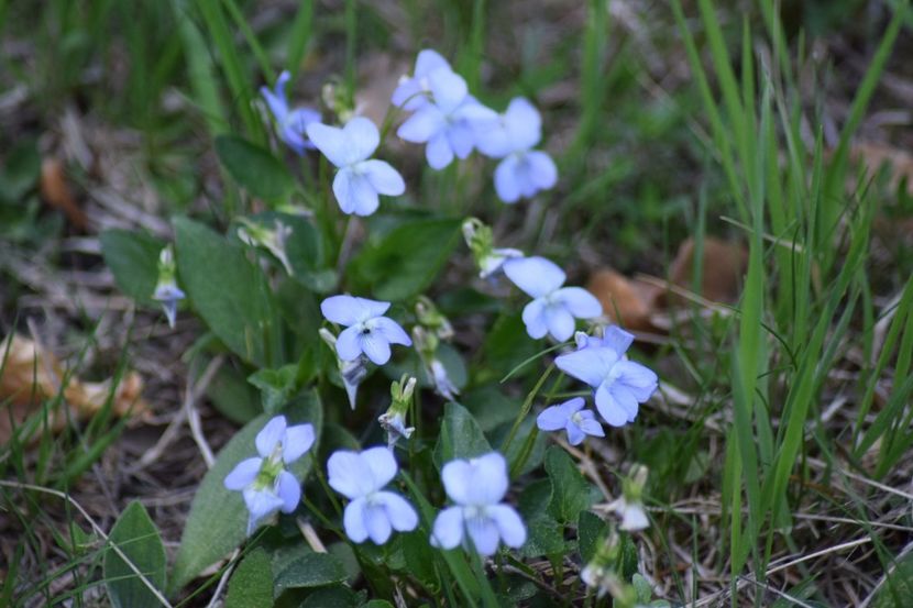  - Primăvara sălbatică