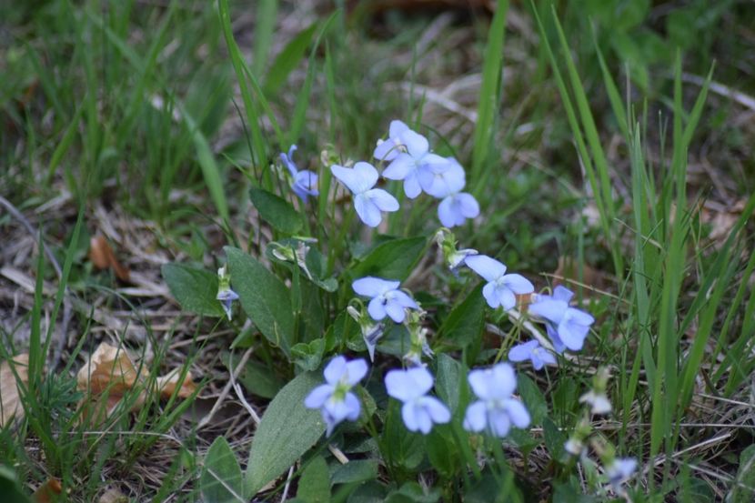  - Primăvara sălbatică