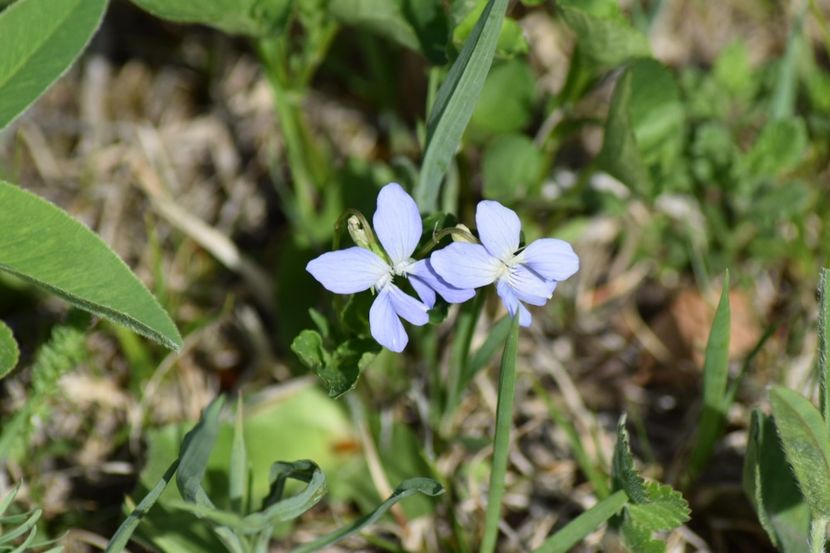 - Primăvara sălbatică