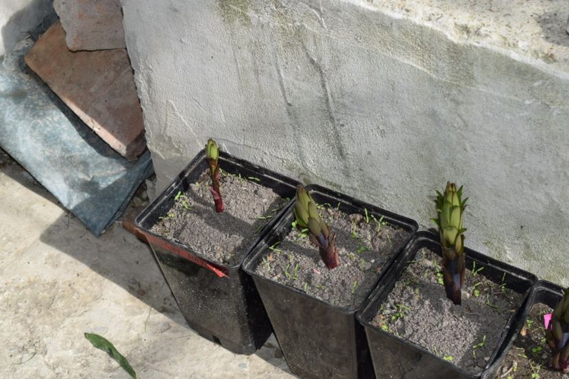 Bulbi de calitate - Crini asiatici si orientali 2018