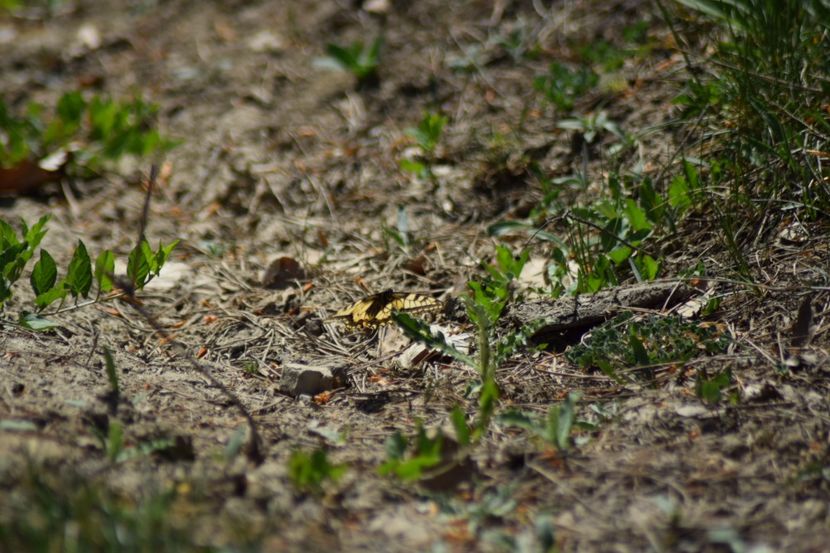  - Fluturi     flori    si alte insecte
